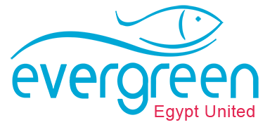 Evergreen Egypt United