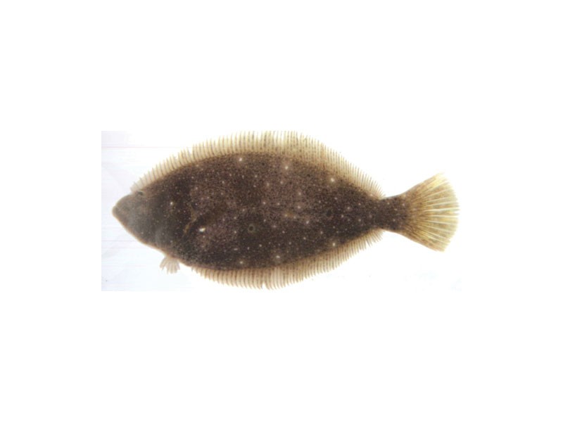 flounder fish