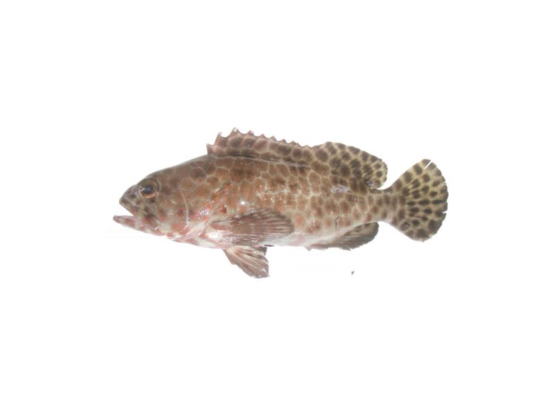 long fin grouper