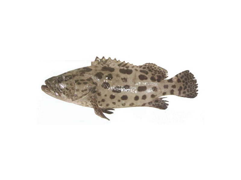 Potato grouper