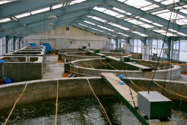 Establishment of fish and shrimp feed factories