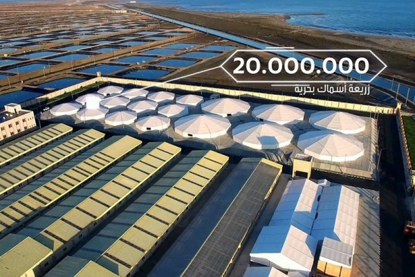 Establishment of factories for marine cages