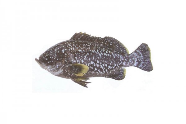 Blue and yellow grouper
