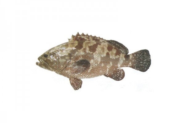 camouflaged grouper