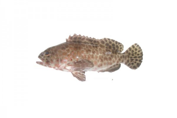 long fin grouper