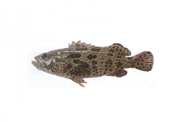 Taiwanese tiger grouper