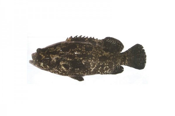 camouflaged tiger grouper