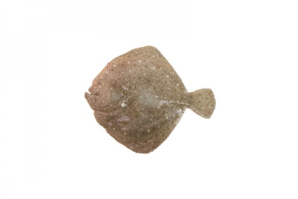 sand flounder